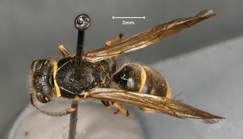 Media type: image;   Entomology 29732 Aspect: habitus dorsal view